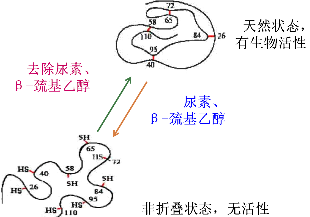 北京六一電泳小知識-蛋白質