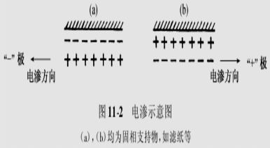 北京六一電泳小知識-電泳